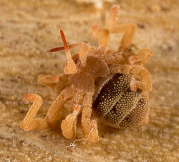 Media type: image; Invertebrate Zoology 143922